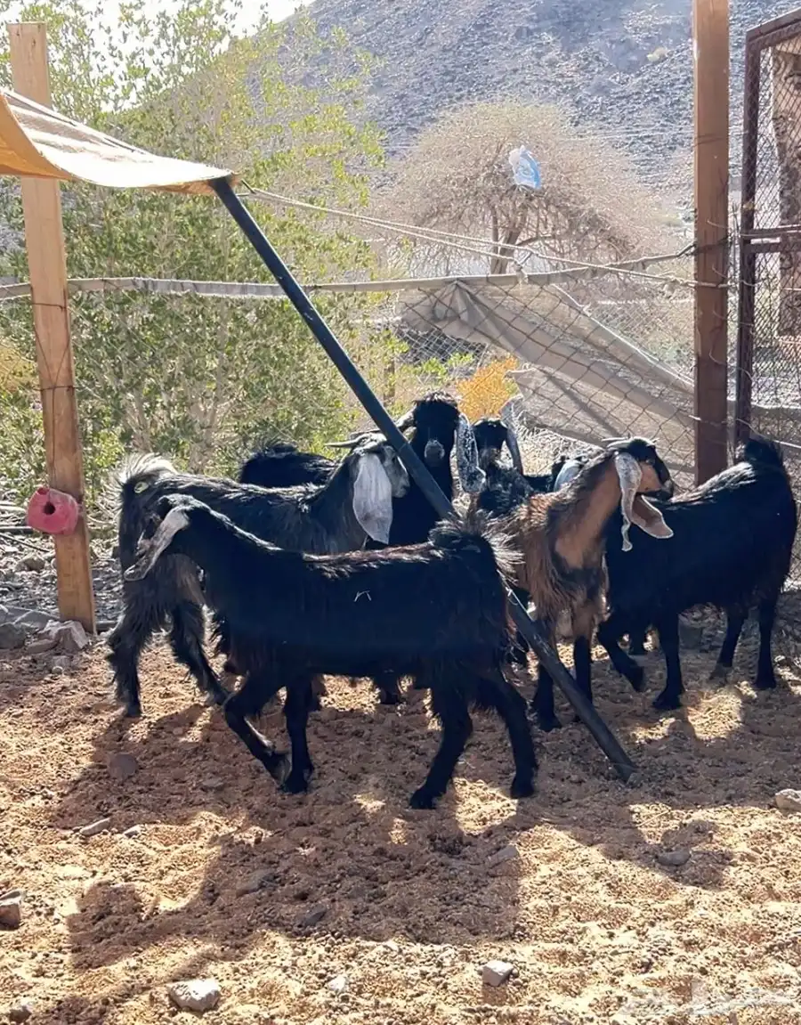 تيوس ثلاجة 4