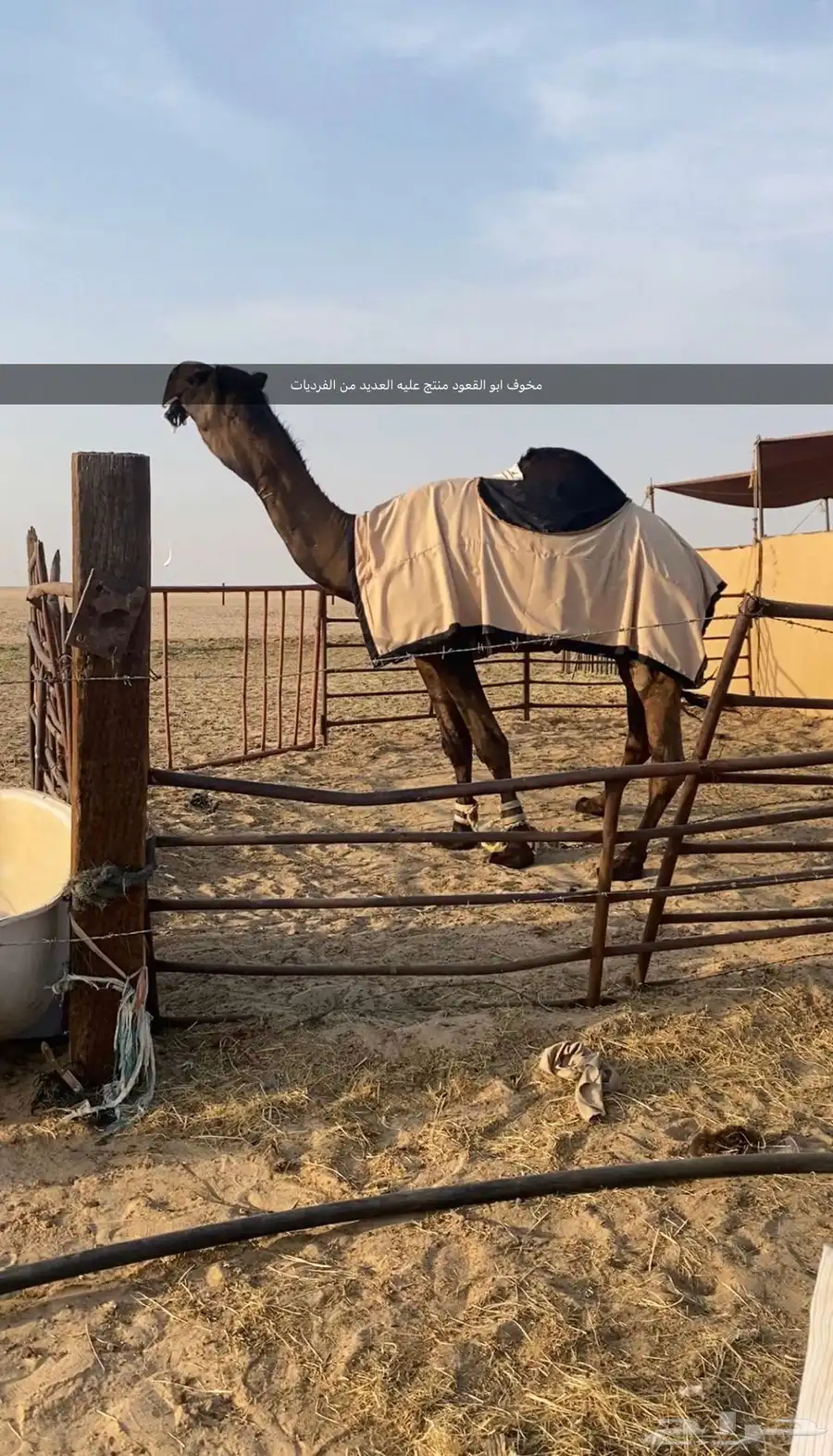 (تم البيع ) مجهم حوار ابيه مخوف ولد مخوف الامير سلالة وحيدان 4
