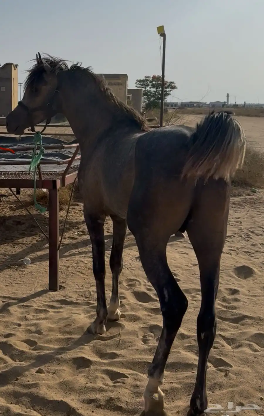 خيل 0
