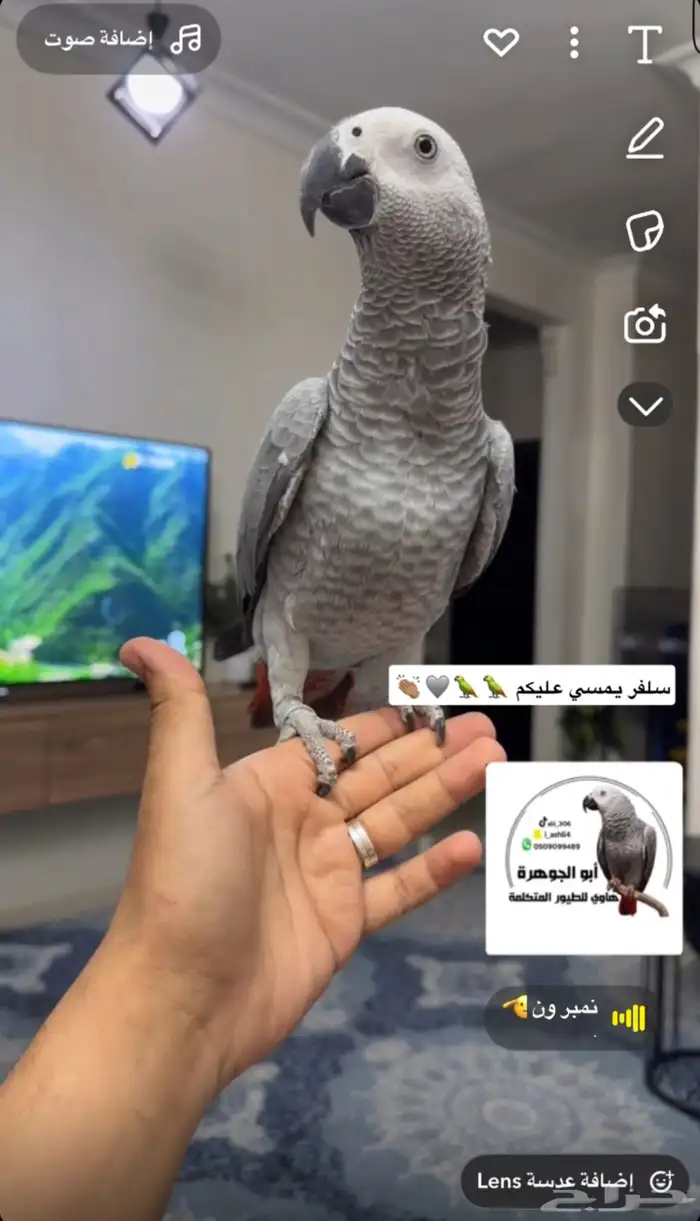فرخ كاسكو هدد و متكلم تم البيع 0