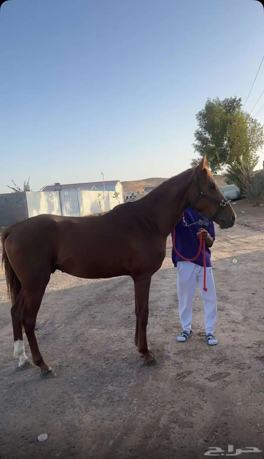 حصان 2