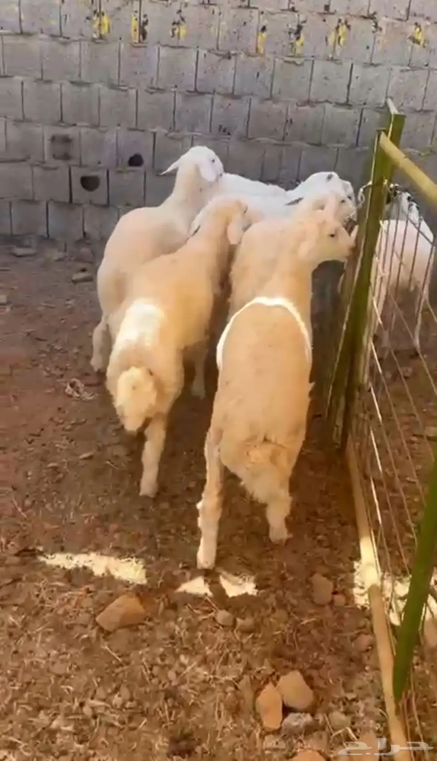 طليان حريه تم البيع 1