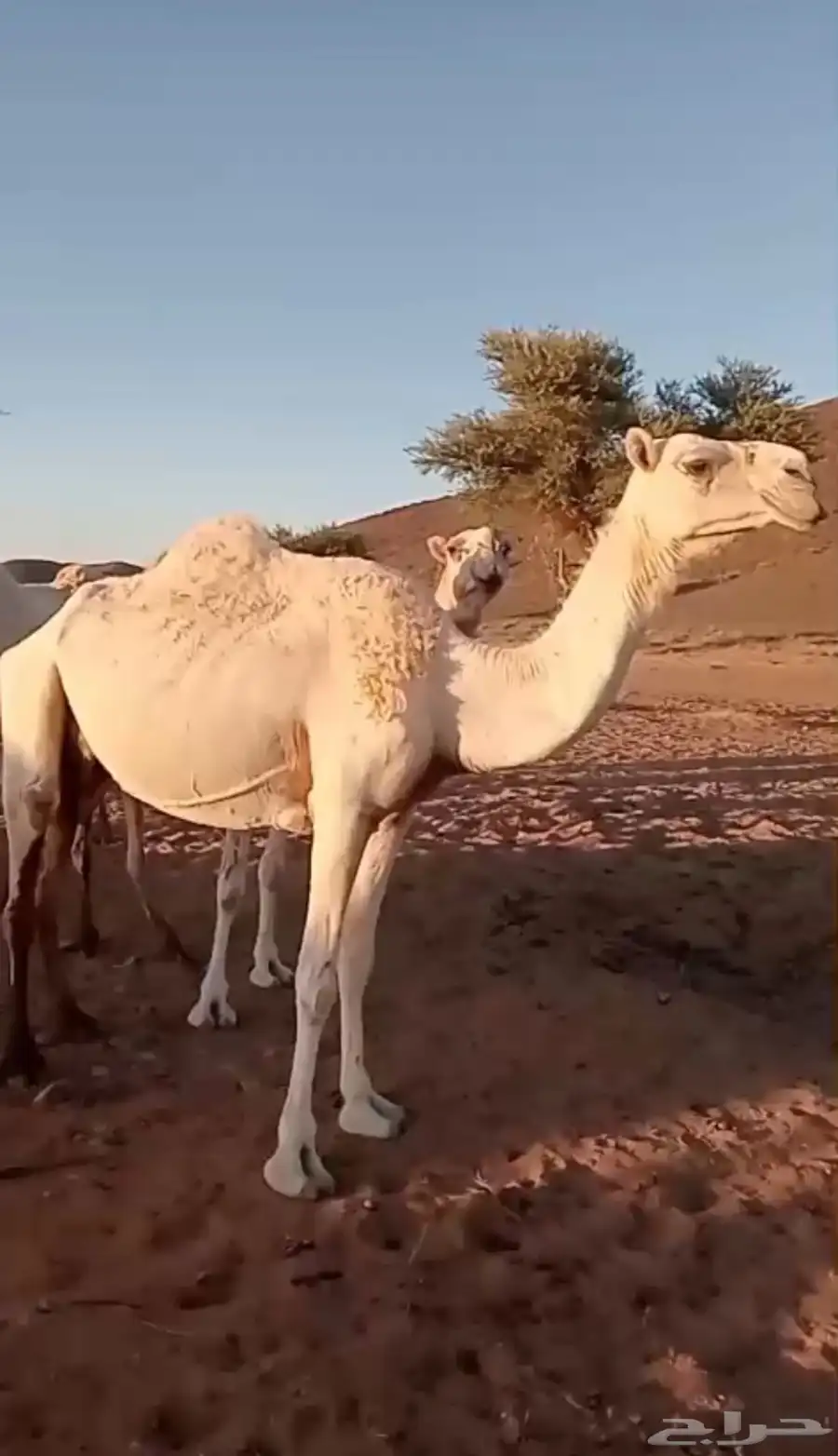 خلفه للبيع 0