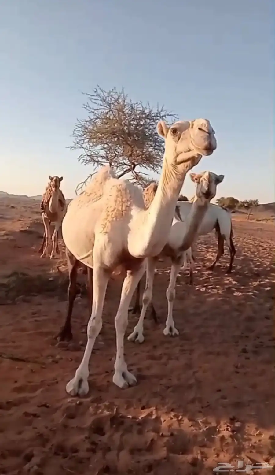 خلفه للبيع 1