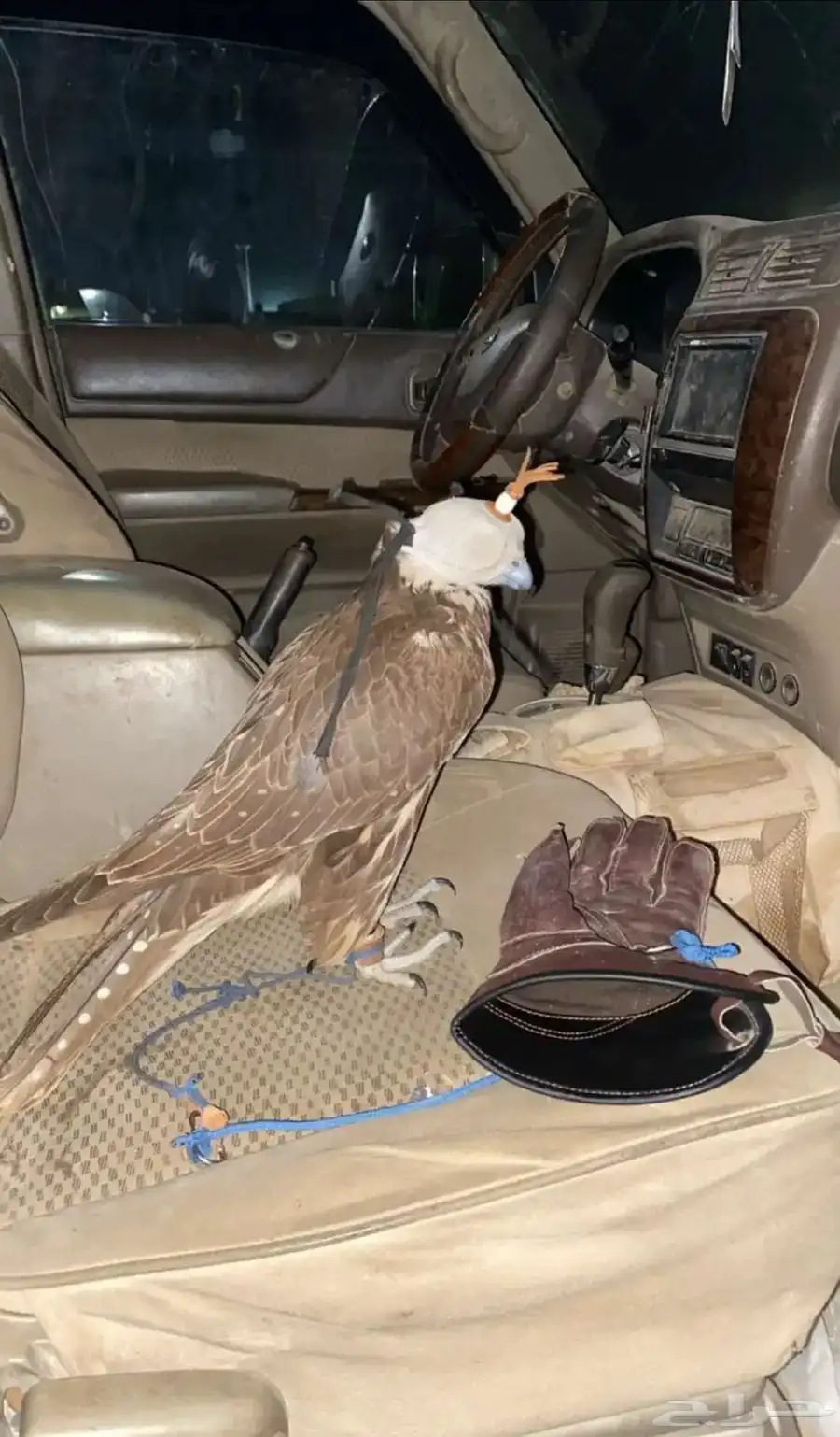 الي عنده طير لبيع 0