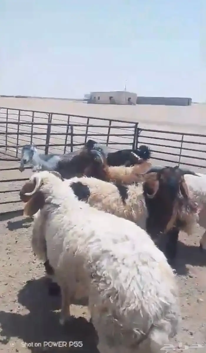 خرفان نعيم فاخره بري طرف ومجس 0