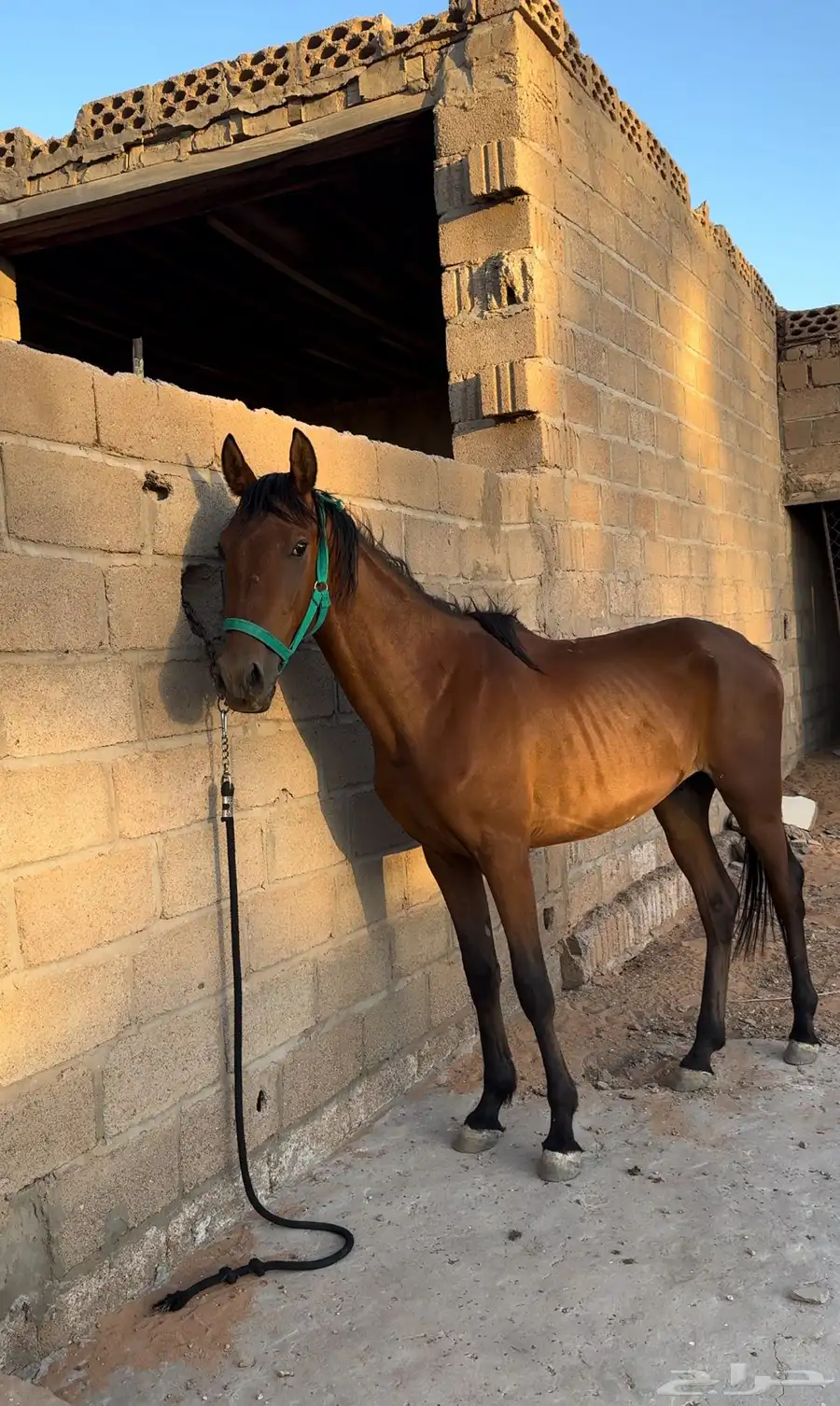 تحصان مشروك 0