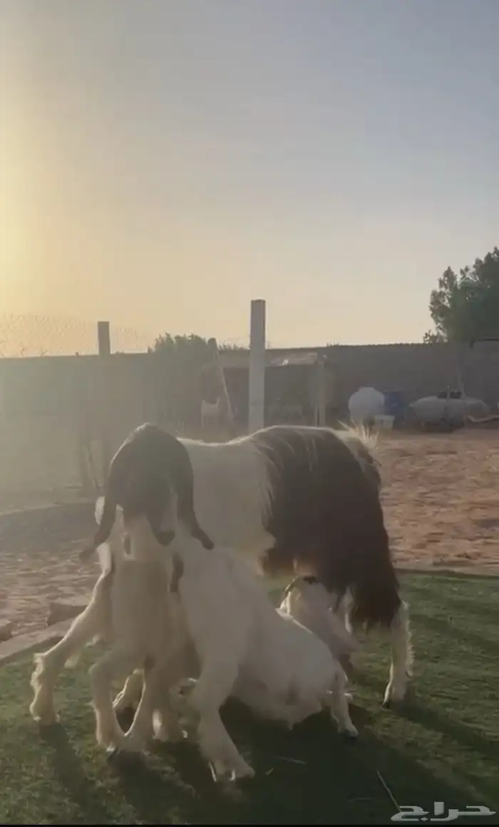 عنز مشرووكه ( جماء ) 0