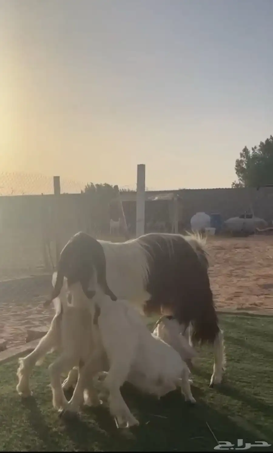 عنز مشرووكه ( جماء ) 0