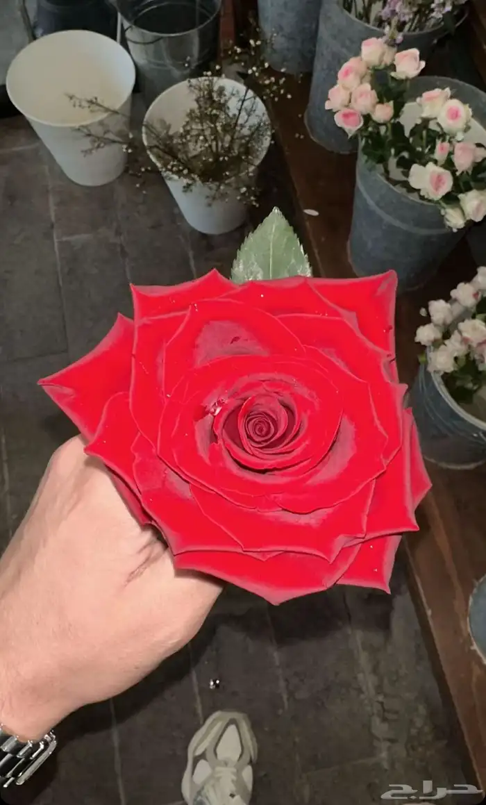 منسق ورد في الرياض 0