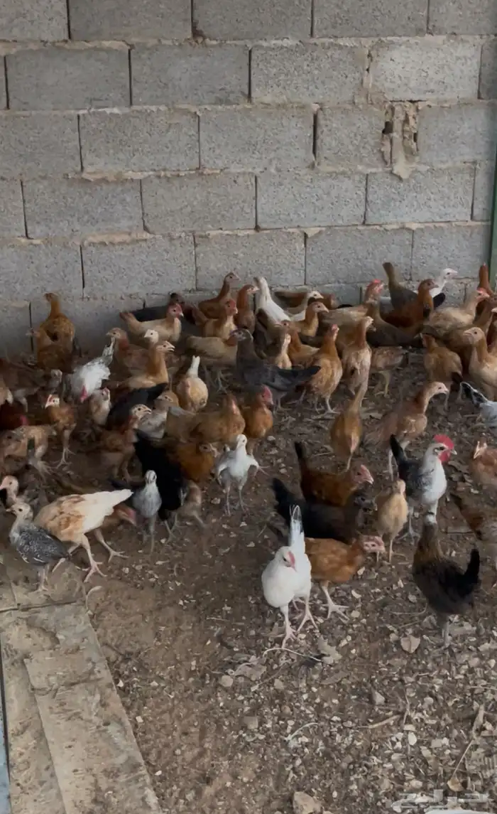 دجاج بلدي بشاير 2