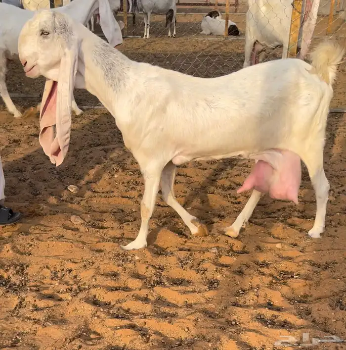 عنز مطور بيضا فحل شامي مطور ابيض خصم 3
