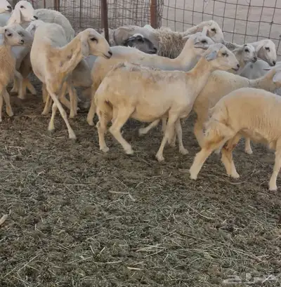 عرضين غنم خلفات ورخال دفيع ومقاريب 11