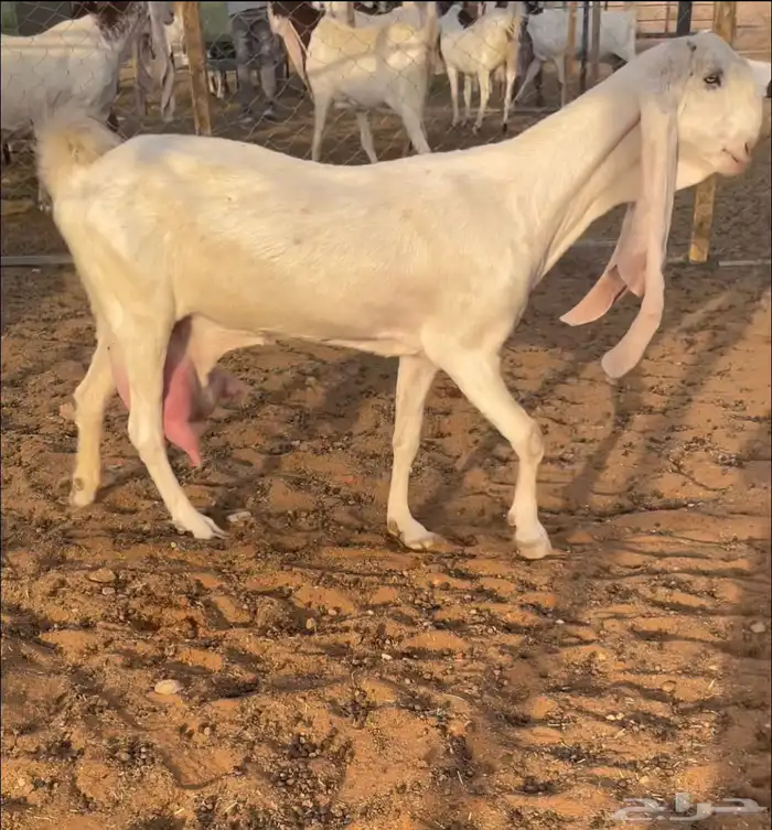 عنز مطور بيضا فحل شامي مطور ابيض خصم 2
