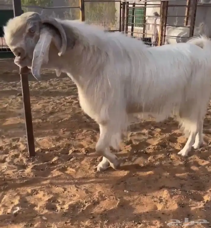 عنز مطور بيضا فحل شامي مطور ابيض خصم 1