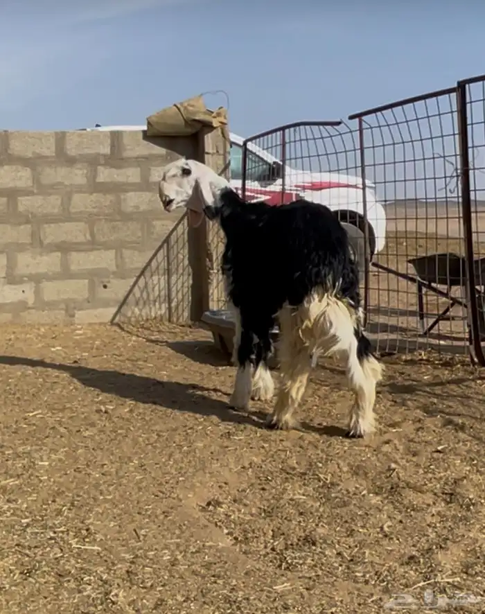 مشروع فحل نجدي صنف 2