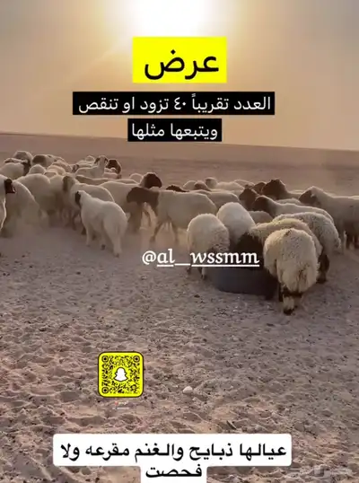 غنم مطافيل عيالها ذبايح 2