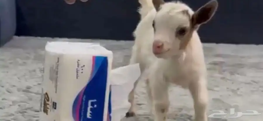ماعز اليف 2