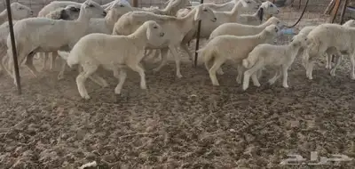 عرضين غنم خلفات ورخال دفيع ومقاريب 12