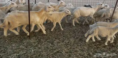 عرضين غنم خلفات ورخال دفيع ومقاريب 9