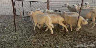 عرضين غنم خلفات ورخال دفيع ومقاريب 8