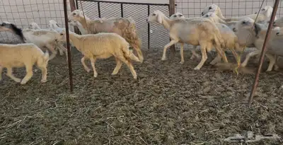 عرضين غنم خلفات ورخال دفيع ومقاريب 10