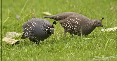 للبيع بيض سمان كاليفورنيا 2