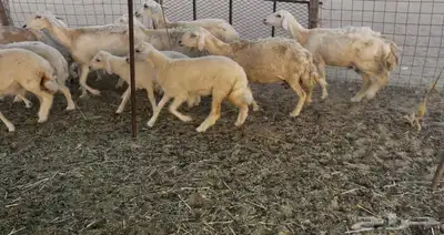عرضين غنم خلفات ورخال دفيع ومقاريب 6