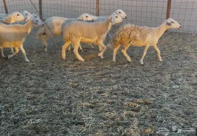 عرضين غنم خلفات ورخال دفيع ومقاريب 1
