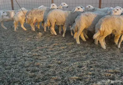 عرضين غنم خلفات ورخال دفيع ومقاريب 3
