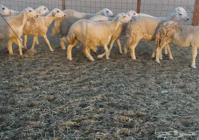 عرضين غنم خلفات ورخال دفيع ومقاريب 5