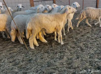 عرضين غنم خلفات ورخال دفيع ومقاريب 2