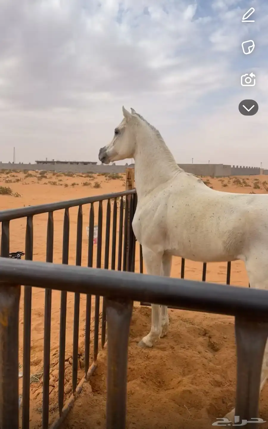 حصان واهو 0