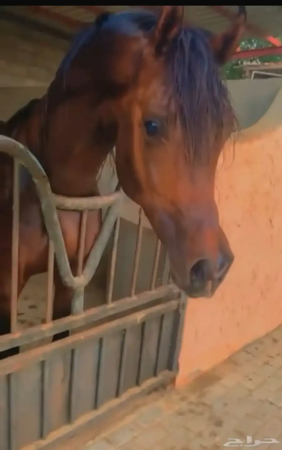 خيل 2