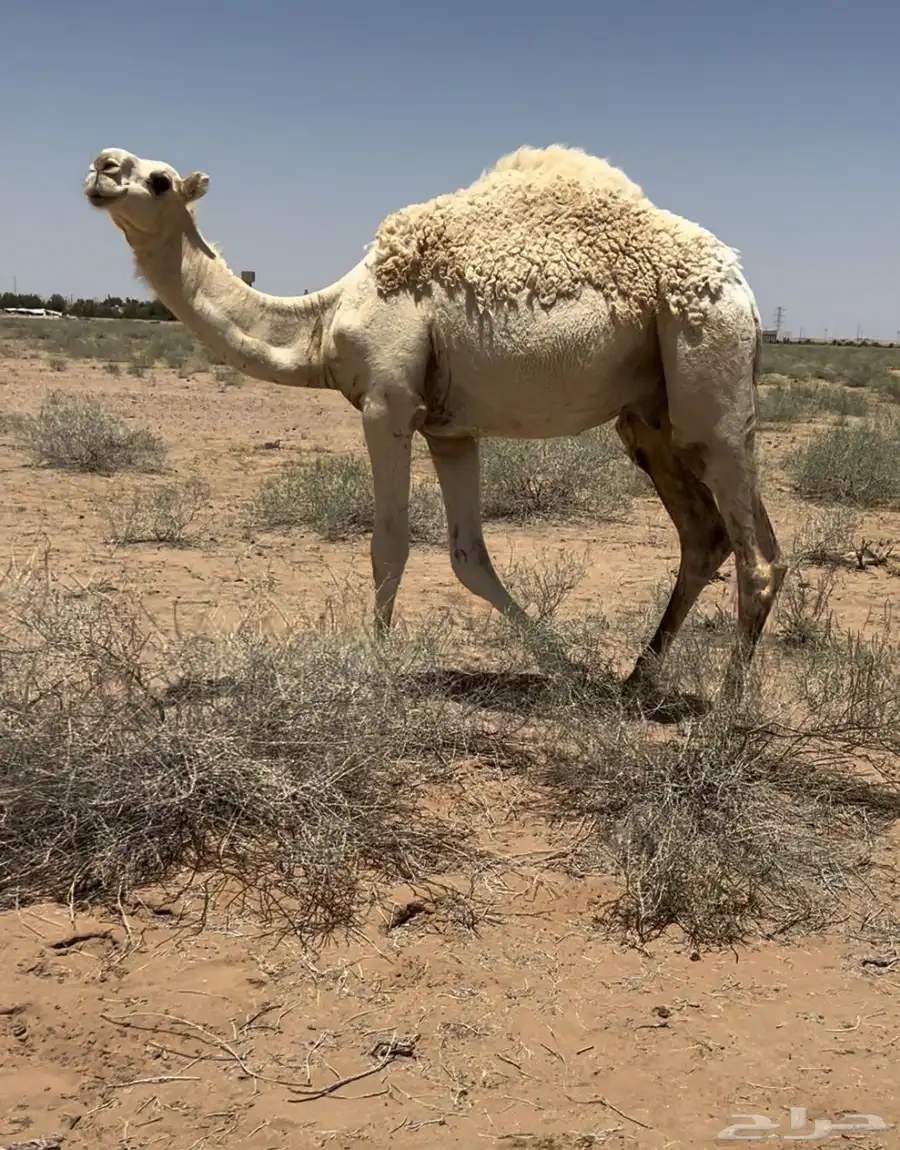للبيع قعود عمره مفرود فاخر على الحليب مع أمه في البر 0