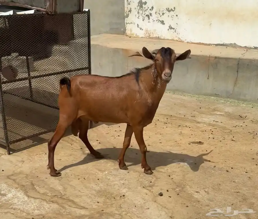تيس فحل 0