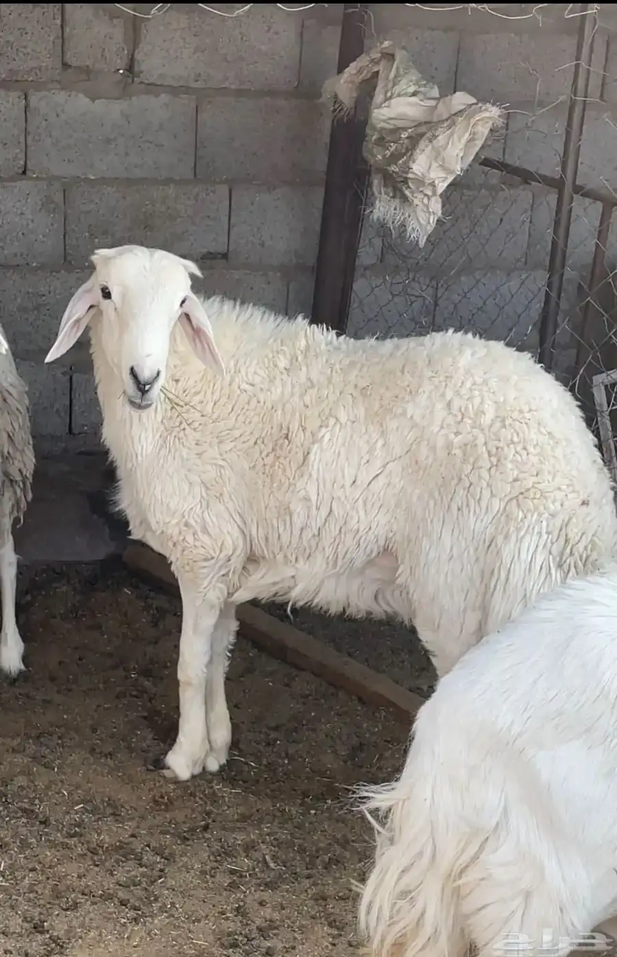فحل 3