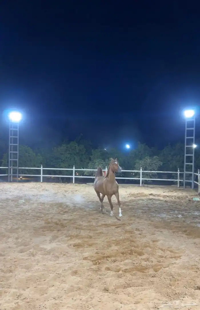 ايواء خيل المزاحمية 10