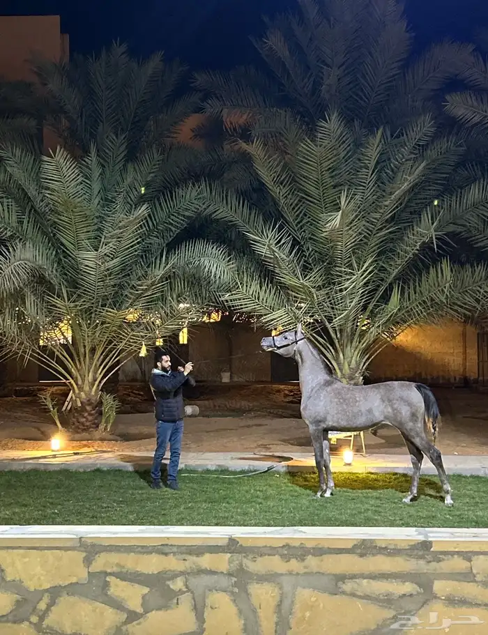 ايواء خيل المزاحمية 13