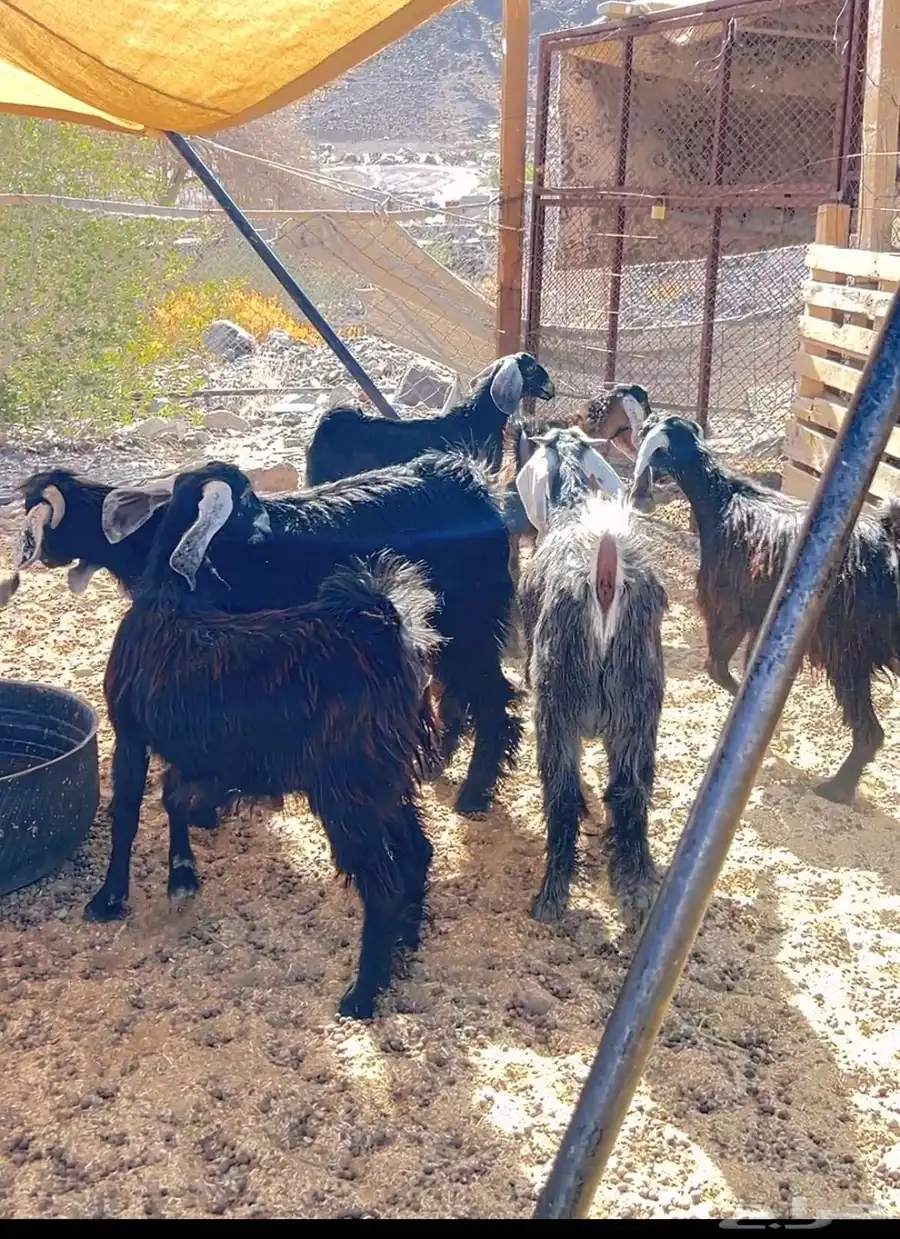 تيوس ثلاجة 3
