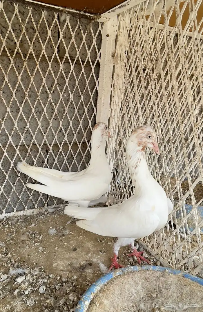 حمام جاكوبين بلجيكي كنق شكير كوبرا 9
