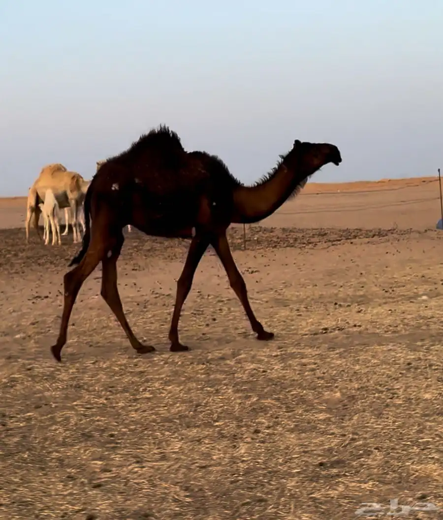 قعود مجهم 0