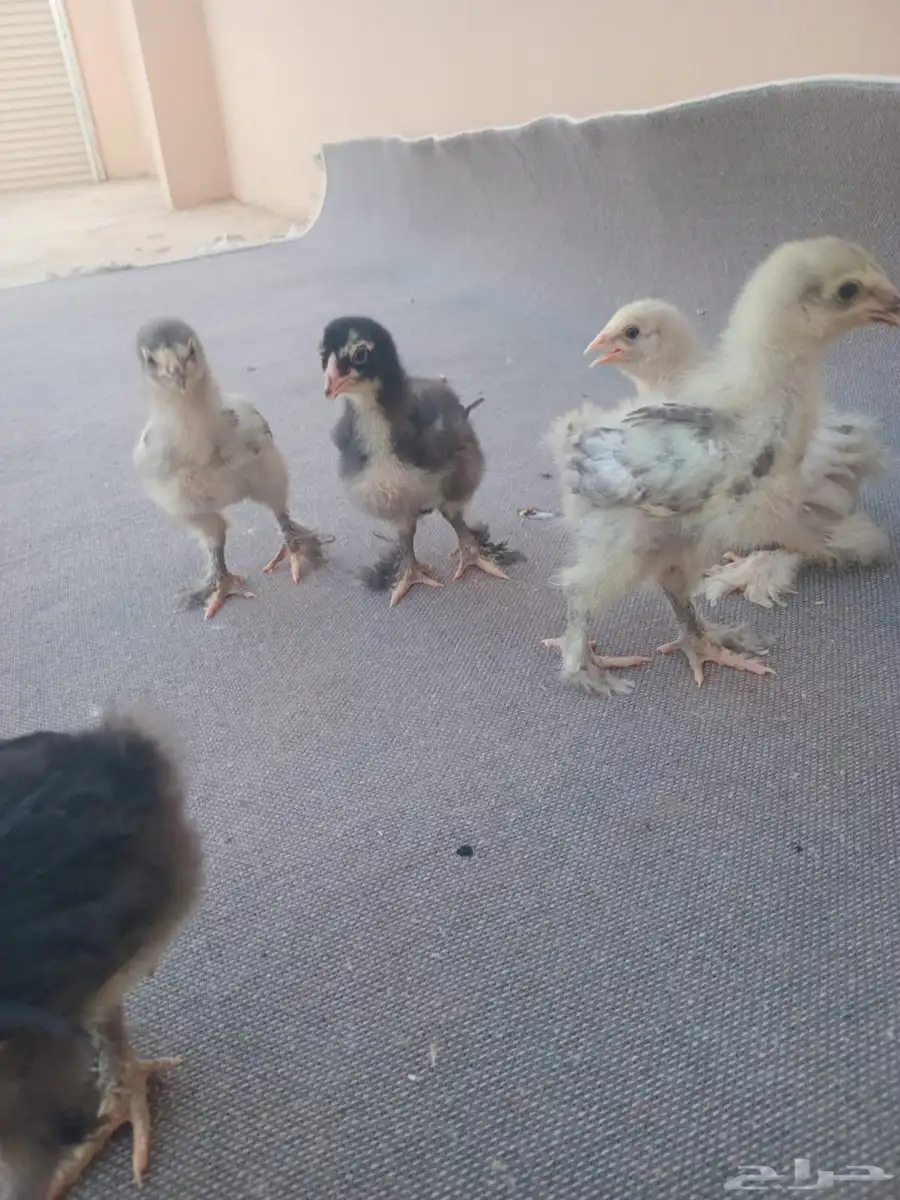 صوص براهما وقطني 0