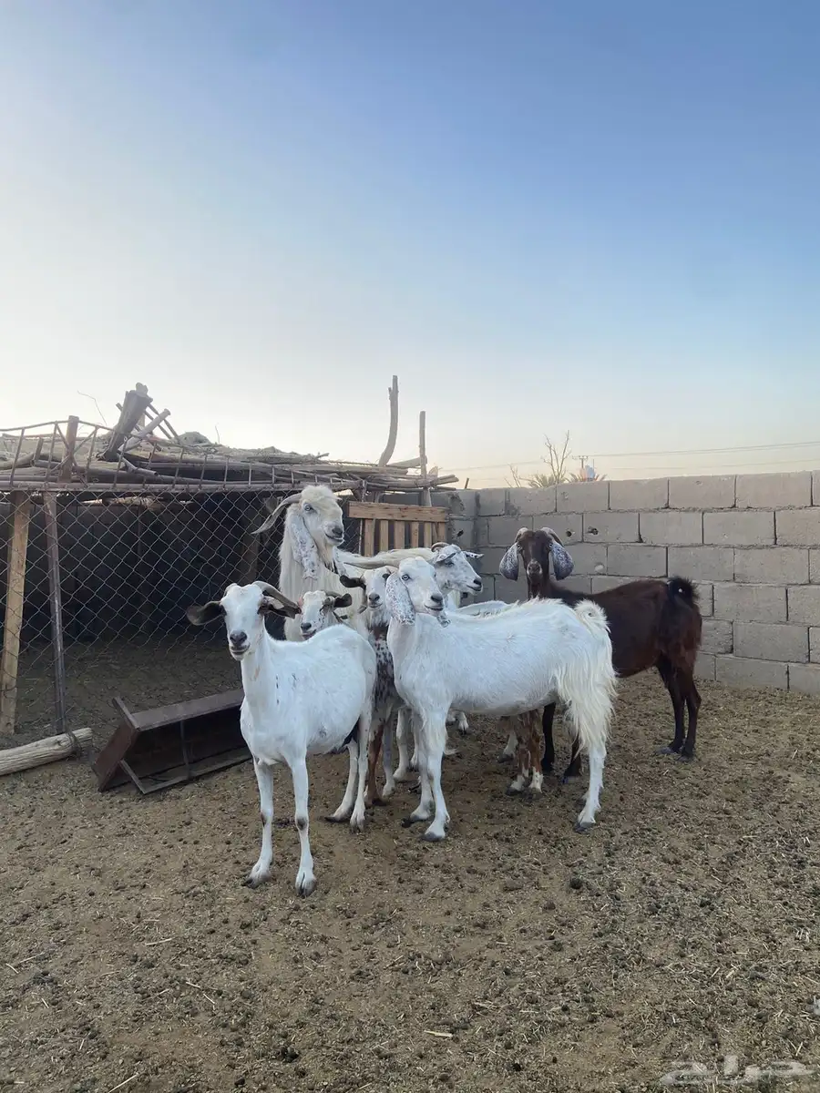 معزاء دفيع ولد 2