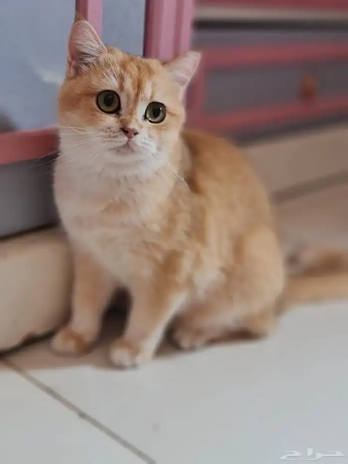 قطط سكوتش مسجله 1
