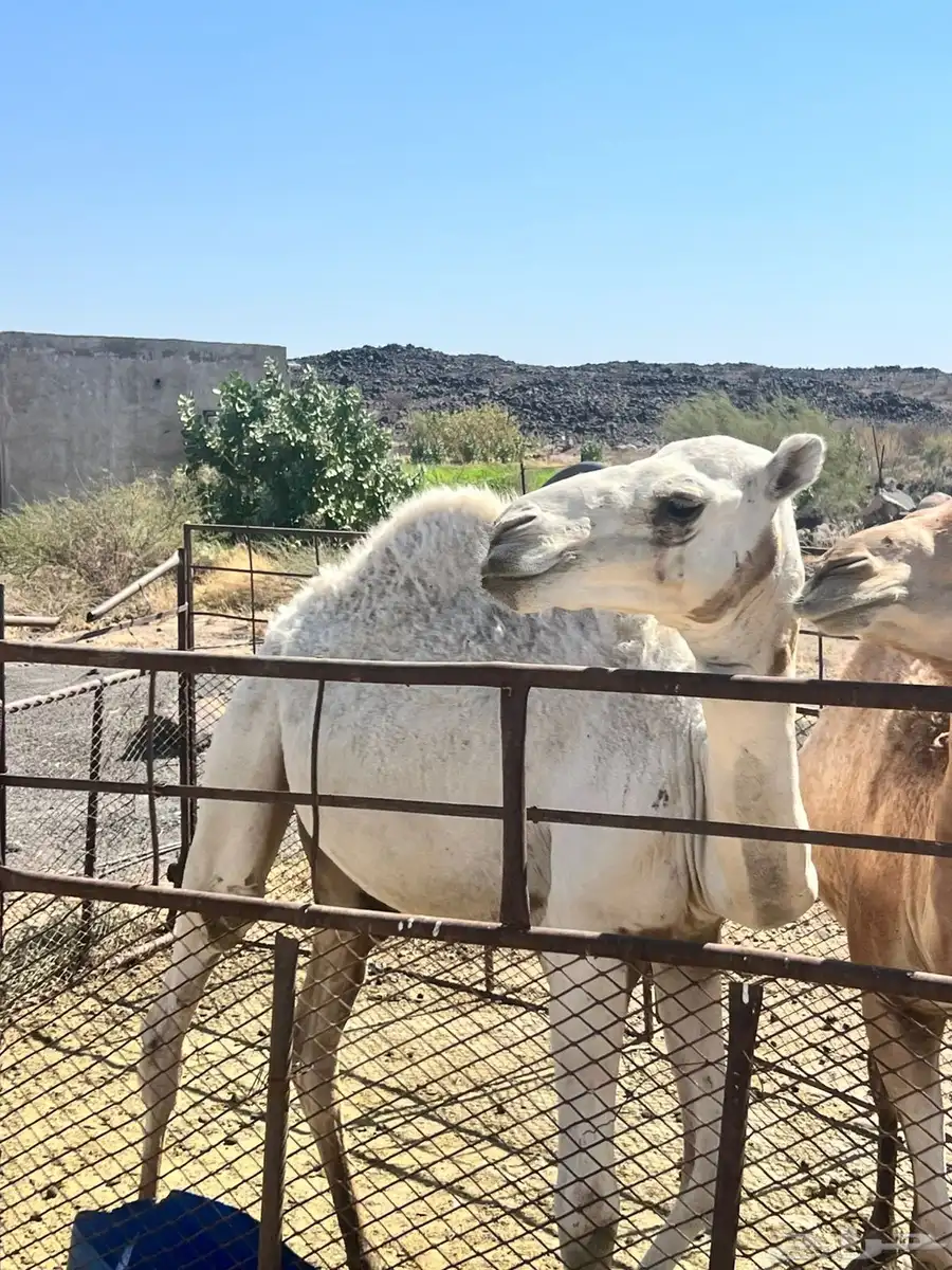 قعود طيب وسمين على. برسيم وشعير 2