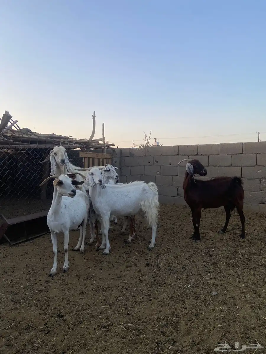 معزاء دفيع ولد 0