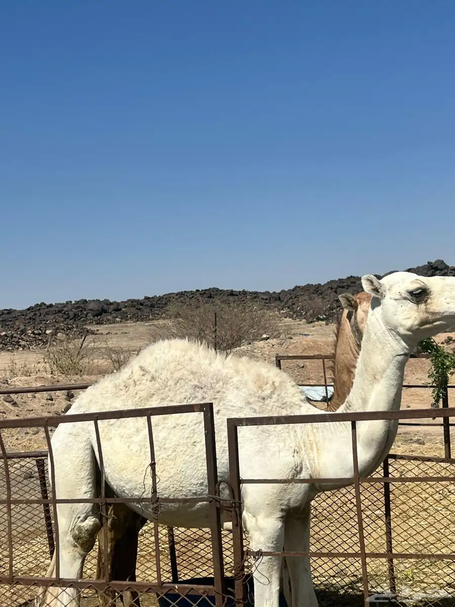 قعود طيب وسمين على. برسيم وشعير 1