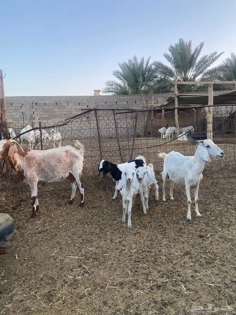 معزاء دفيع ولد 6