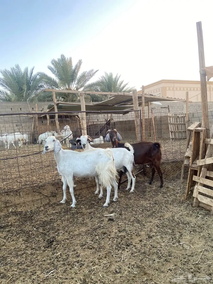 معزاء دفيع ولد 7